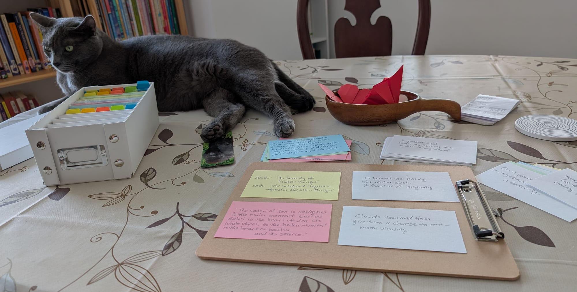 cat on table lying next to a big box of index cards